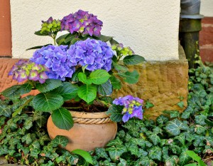 Jak urządzić ogród na tarasie czyli jakie kwiaty na taras wybrać